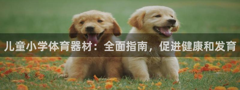 尊龙官网下载：儿童小学体育器材：全面指南，促进健康和